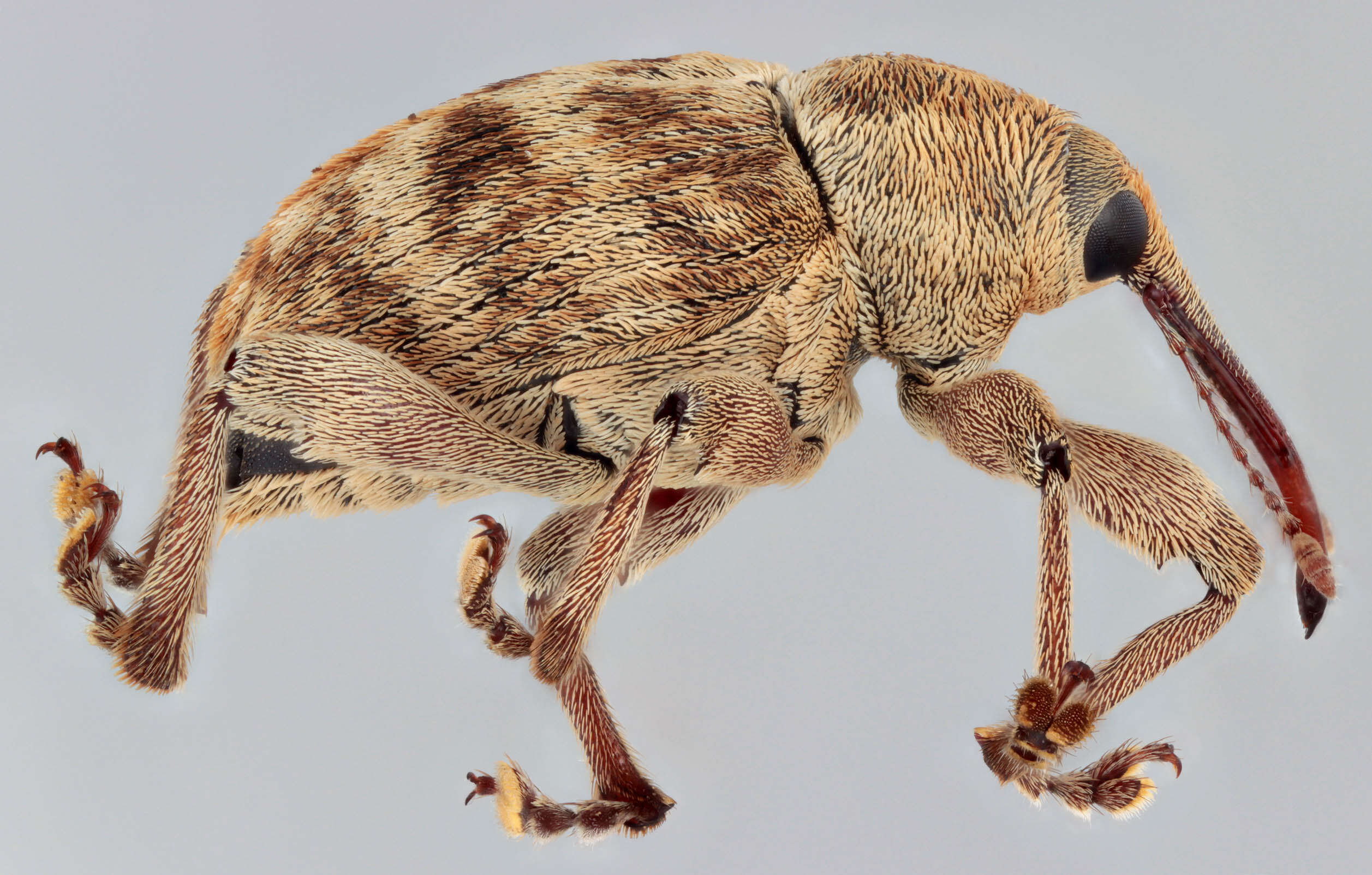 Curculio venosus (Gravenhorst 1807) resmi