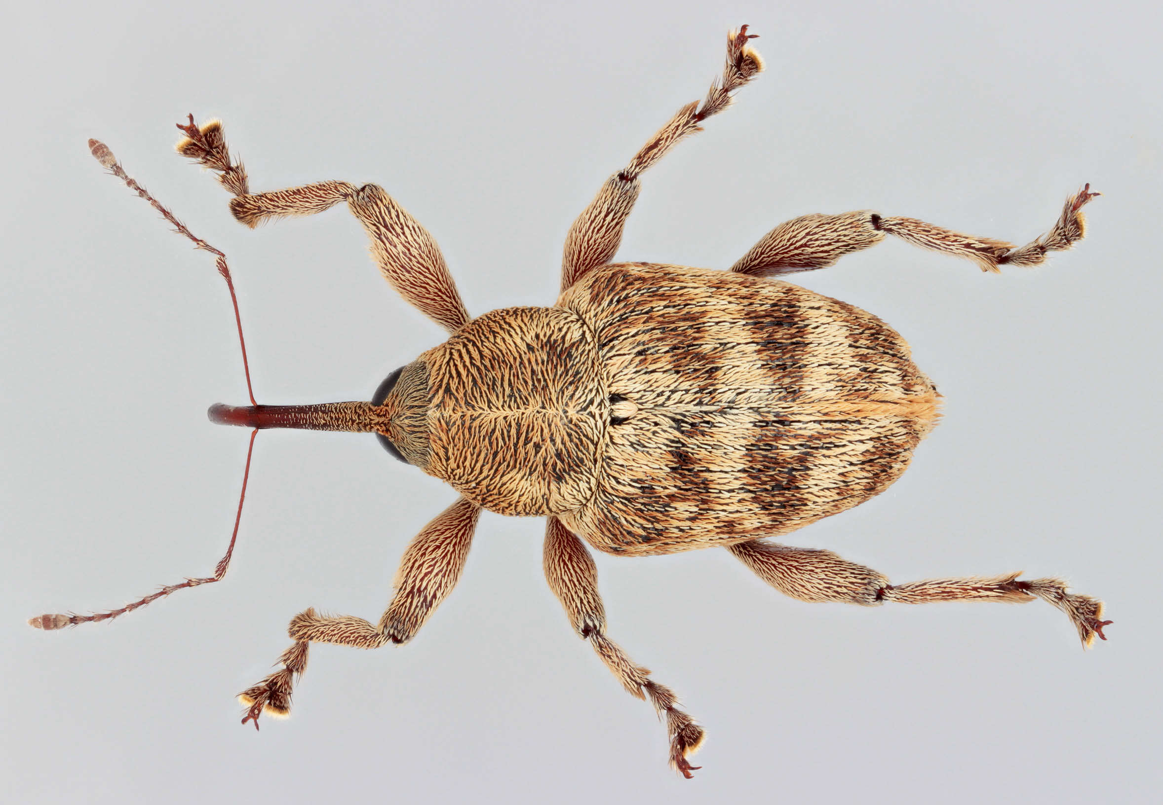 Image of Curculio venosus (Gravenhorst 1807)