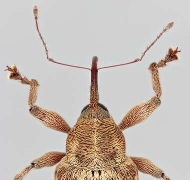 Curculio venosus (Gravenhorst 1807) resmi