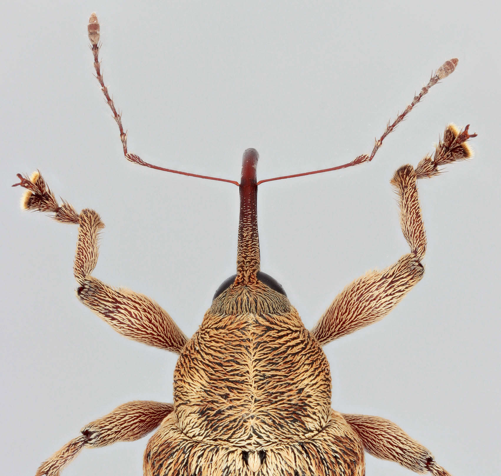 Image of Curculio venosus (Gravenhorst 1807)