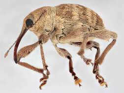 Curculio venosus (Gravenhorst 1807) resmi