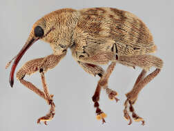 Curculio venosus (Gravenhorst 1807) resmi