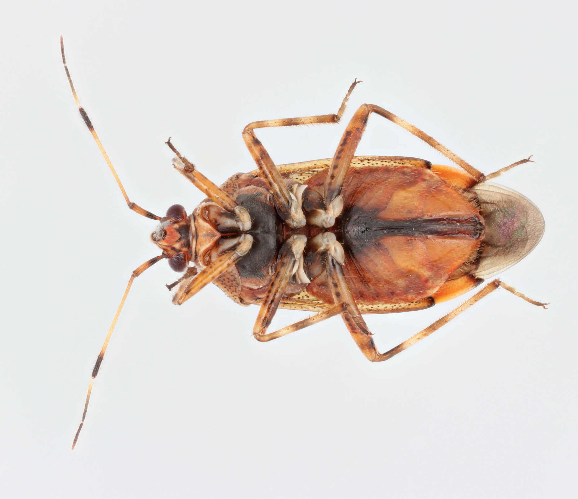 Image of Deraeocoris flavilinea (A. Costa 1862)