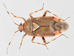 Image of Deraeocoris flavilinea (A. Costa 1862)