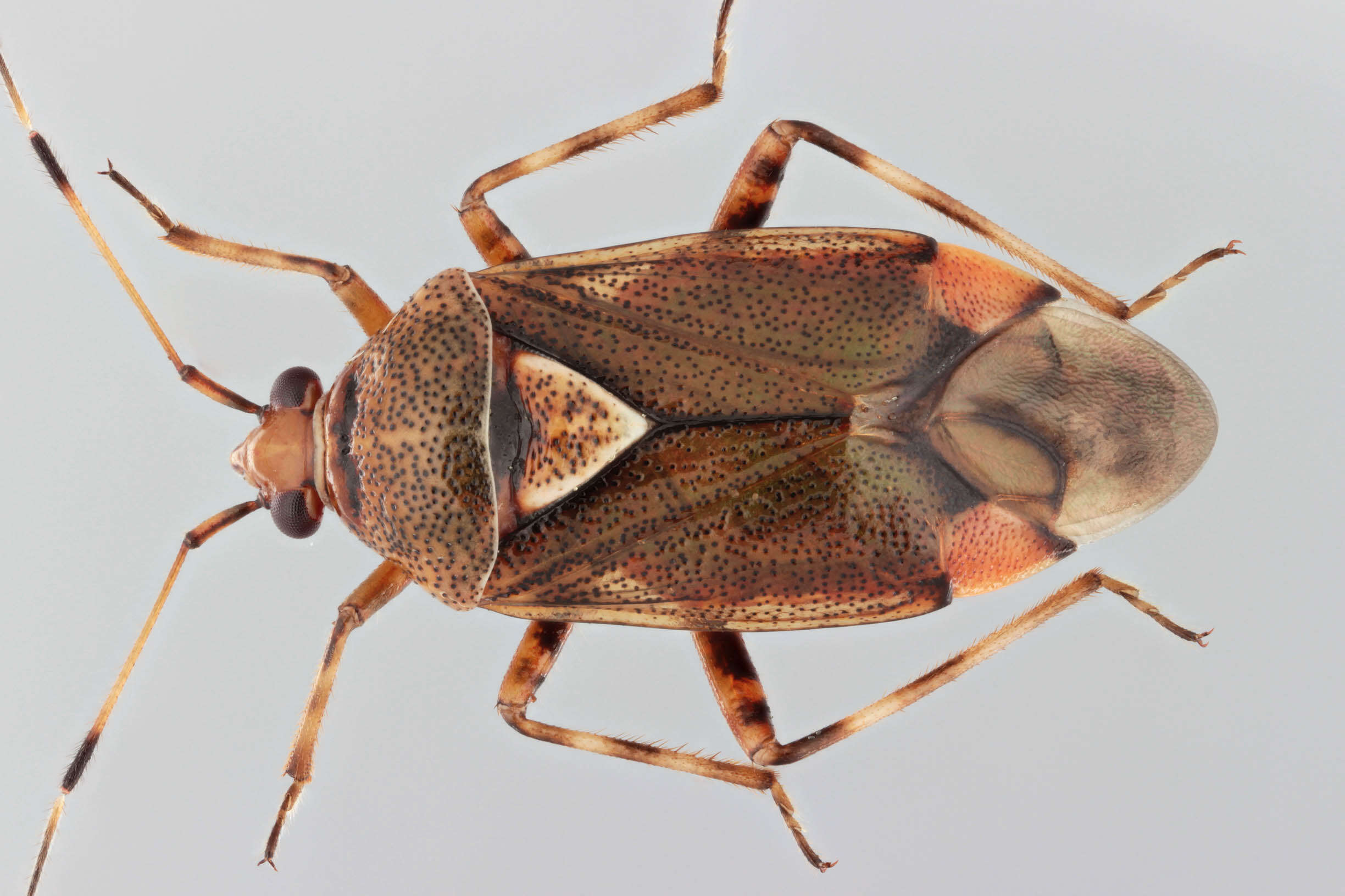 Image of Deraeocoris flavilinea (A. Costa 1862)