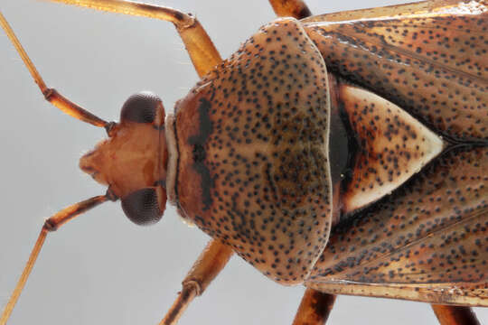 Image of Deraeocoris flavilinea (A. Costa 1862)