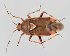 Image of Deraeocoris flavilinea (A. Costa 1862)