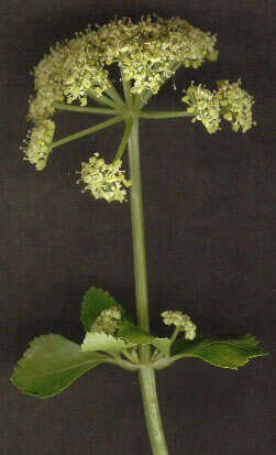 Image of Alexanders