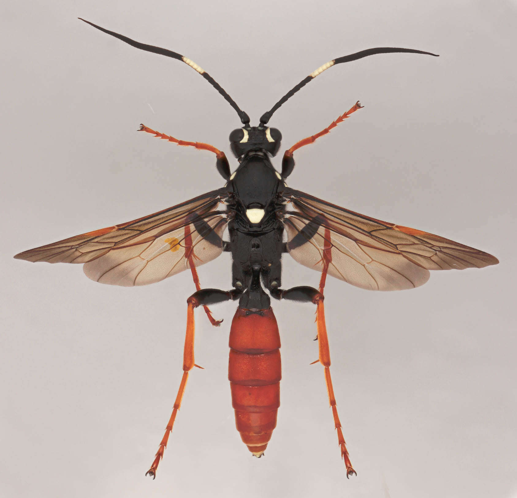 Image de Amblyjoppa fuscipennis (Wesmael 1845)