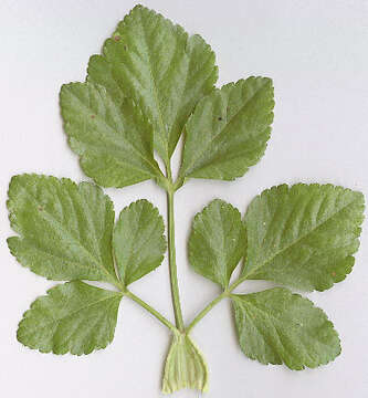 Image of Alexanders