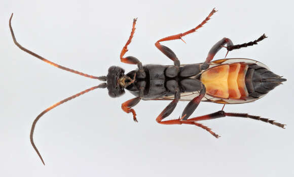 Image of Ichneumon gracilicornis Gravenhorst 1829