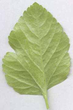 Smyrnium olusatrum L. resmi