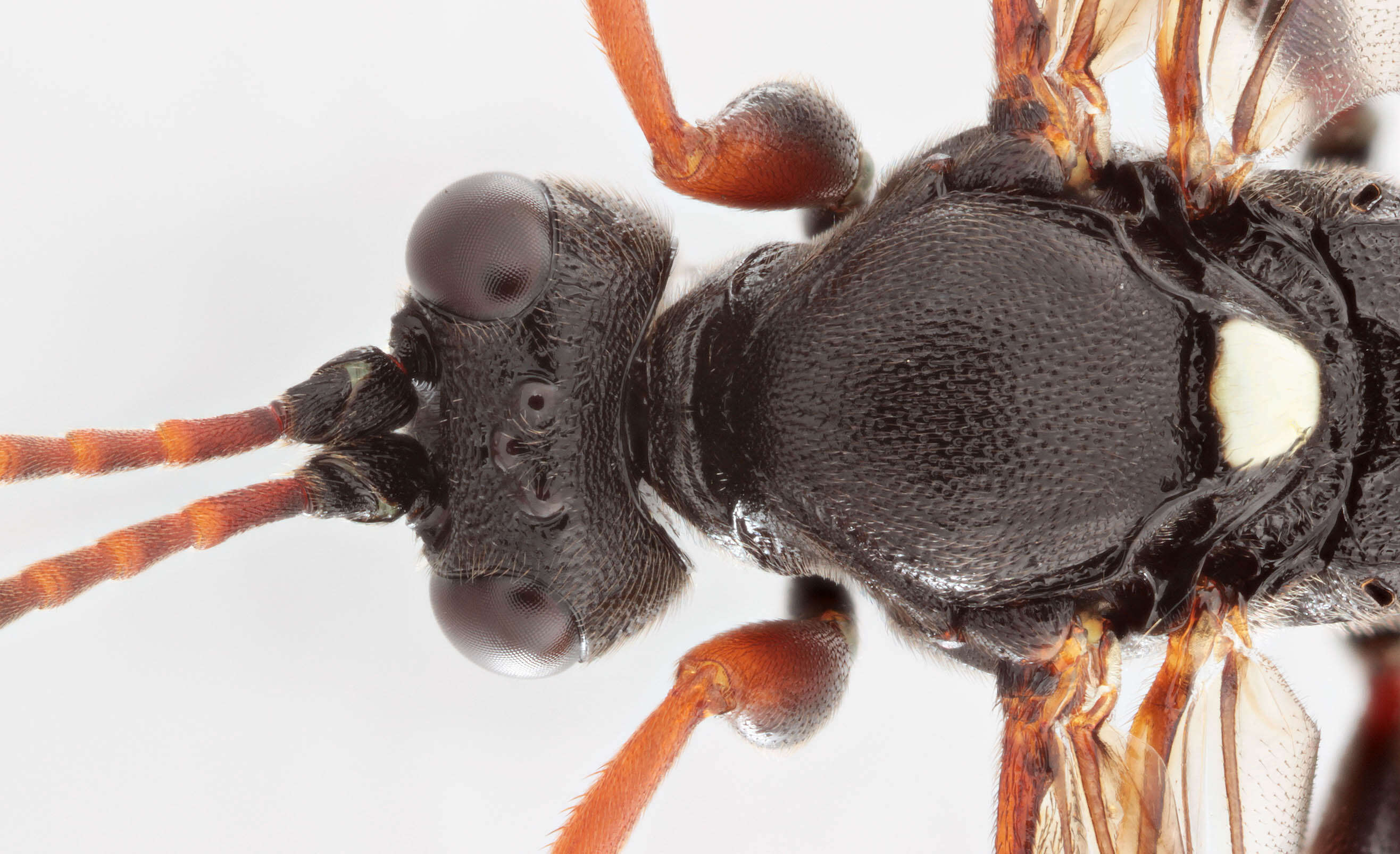 Image of Ichneumon gracilicornis Gravenhorst 1829