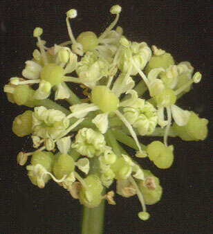 Smyrnium olusatrum L. resmi