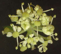 Smyrnium olusatrum L. resmi