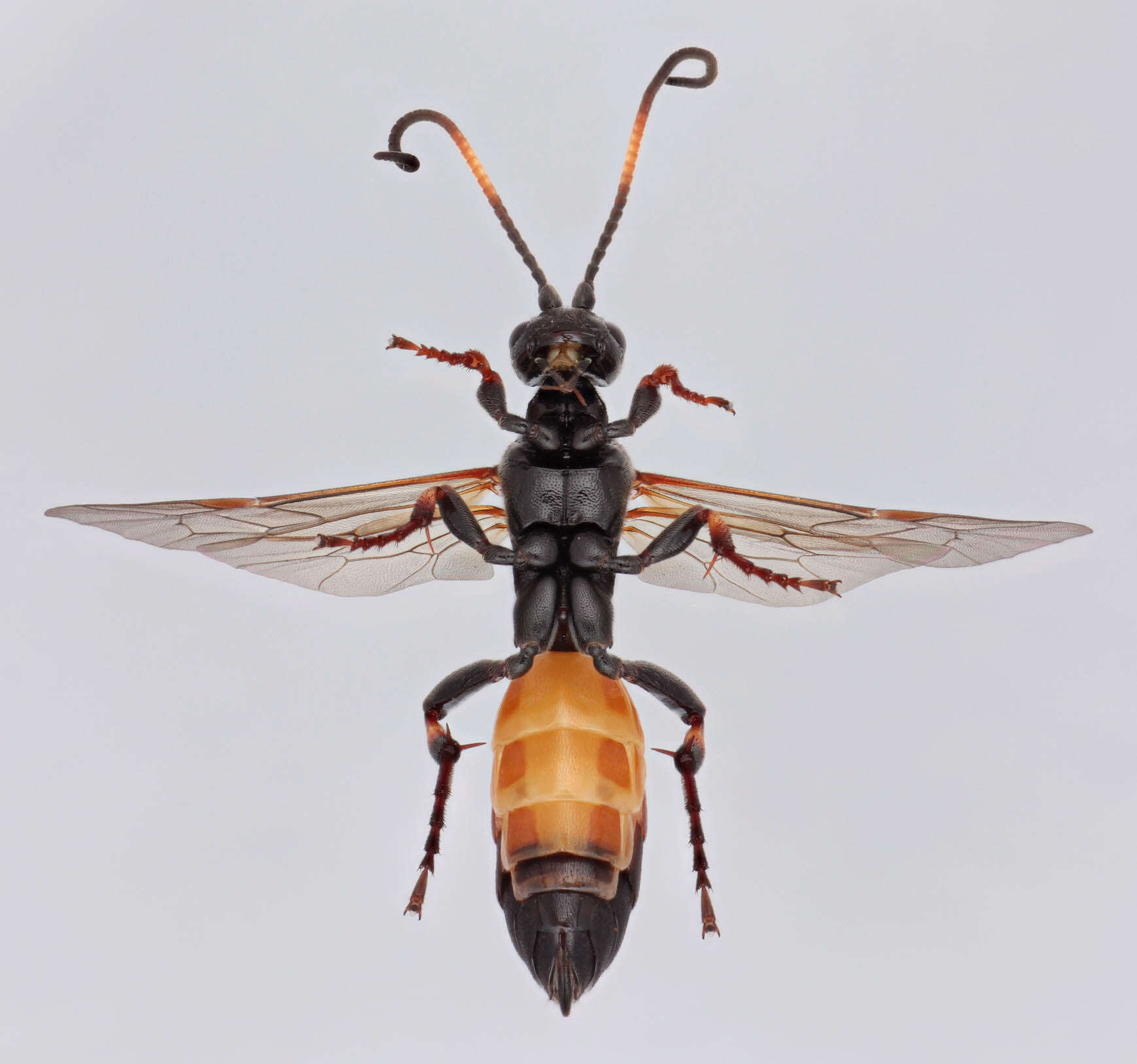 Image of Ichneumon suspiciosus Wesmael 1845