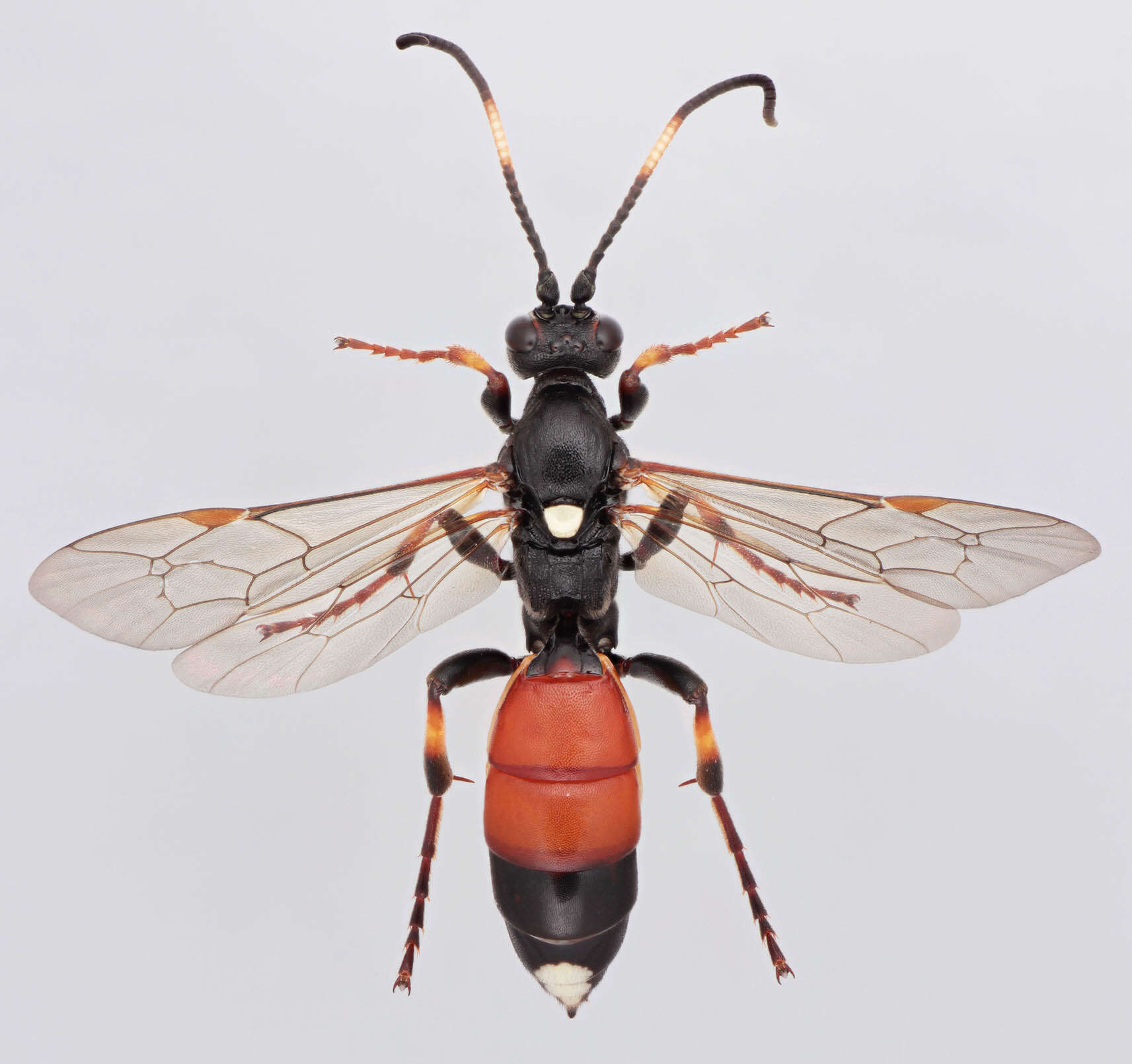 Image of Ichneumon suspiciosus Wesmael 1845