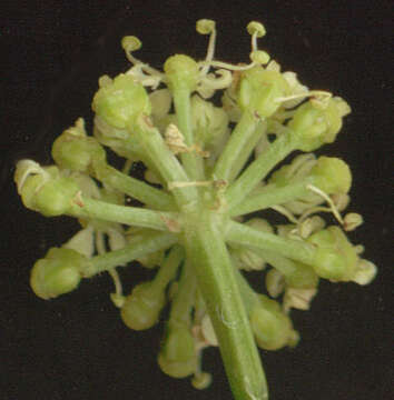 Image of Alexanders