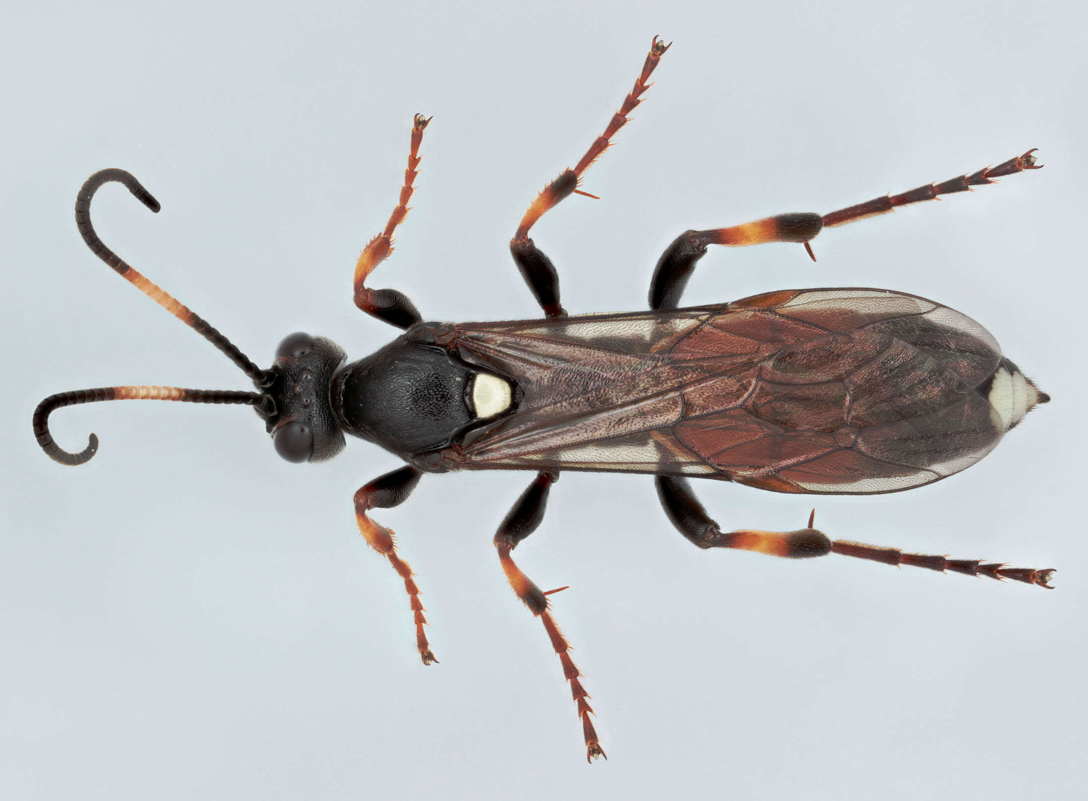 Image of Ichneumon suspiciosus Wesmael 1845