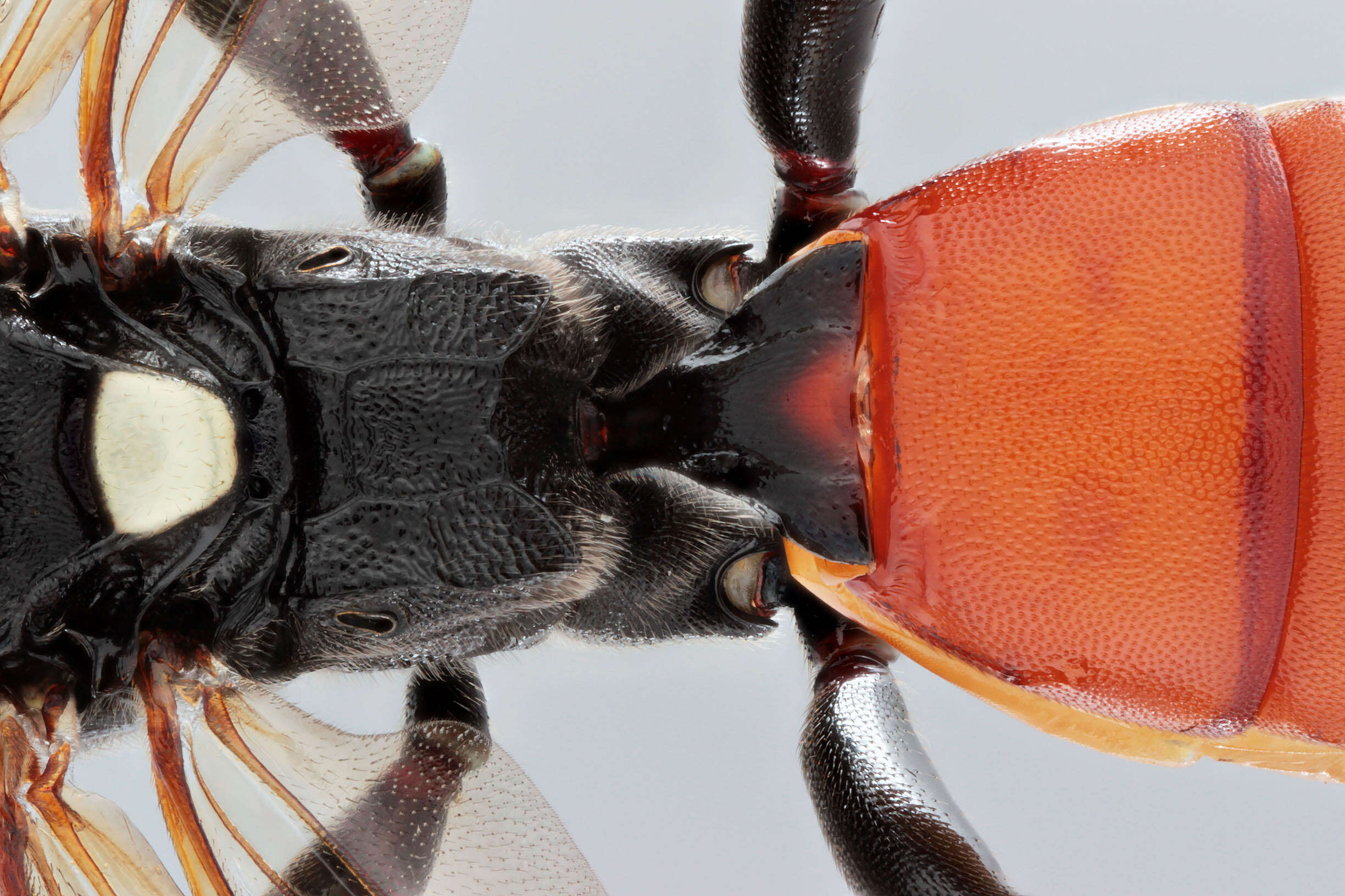 Image of Ichneumon suspiciosus Wesmael 1845