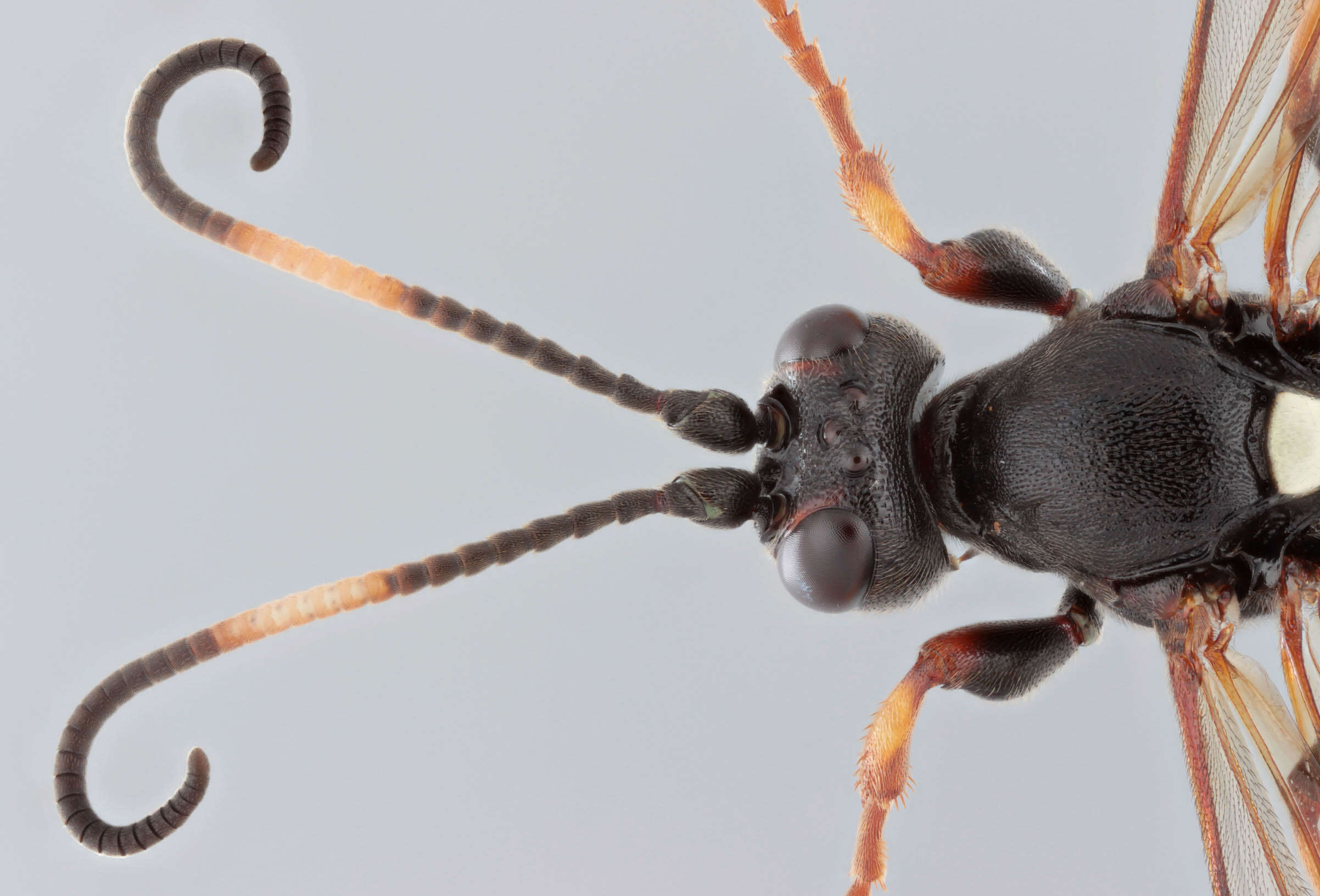 Image of Ichneumon suspiciosus Wesmael 1845