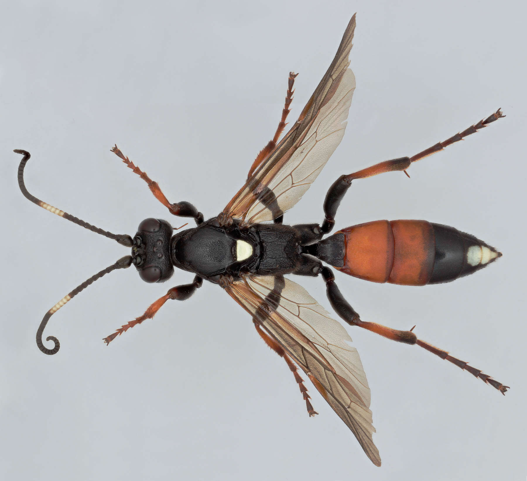 Image of Ichneumon bucculentus Wesmael 1845