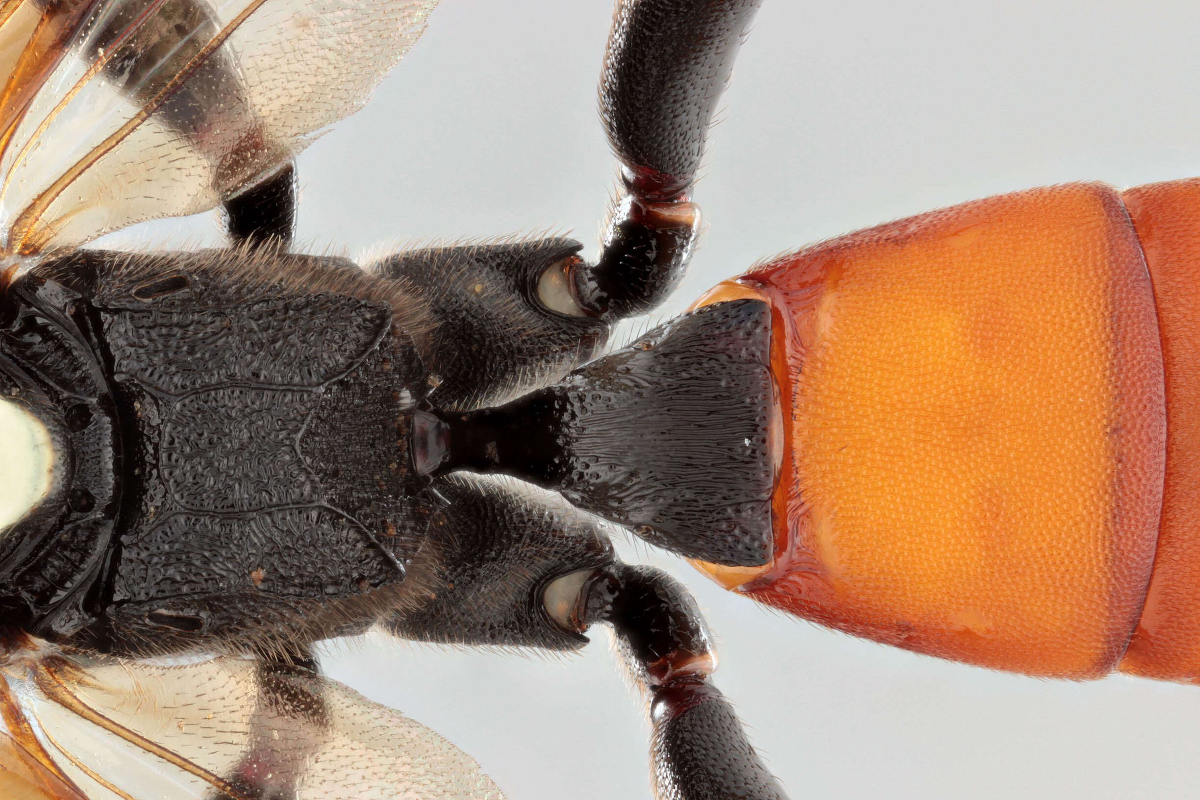 Image of Ichneumon bucculentus Wesmael 1845