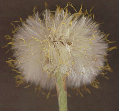 Image of coltsfoot