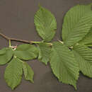 Image of Wych elm