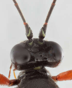 Image of Pimpla melanacrias Perkins 1941