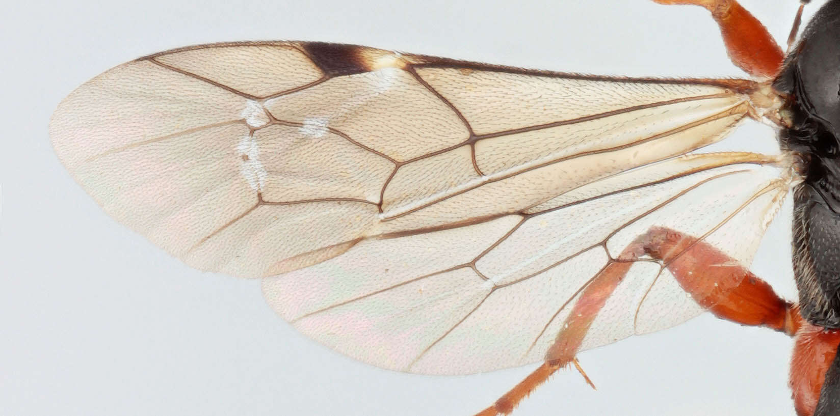 Image of Pimpla melanacrias Perkins 1941