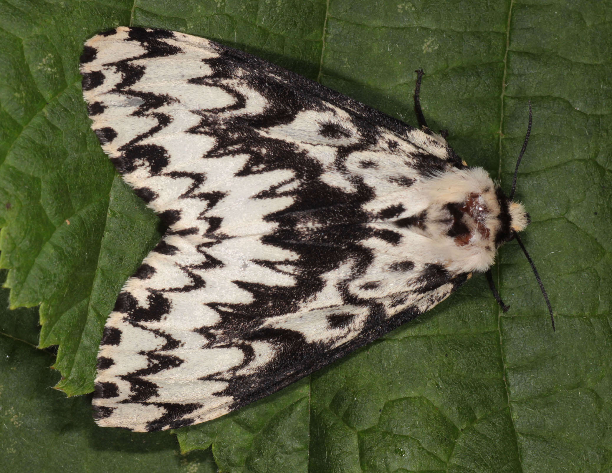 Image of Black Arches