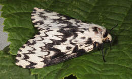 Image of Black Arches