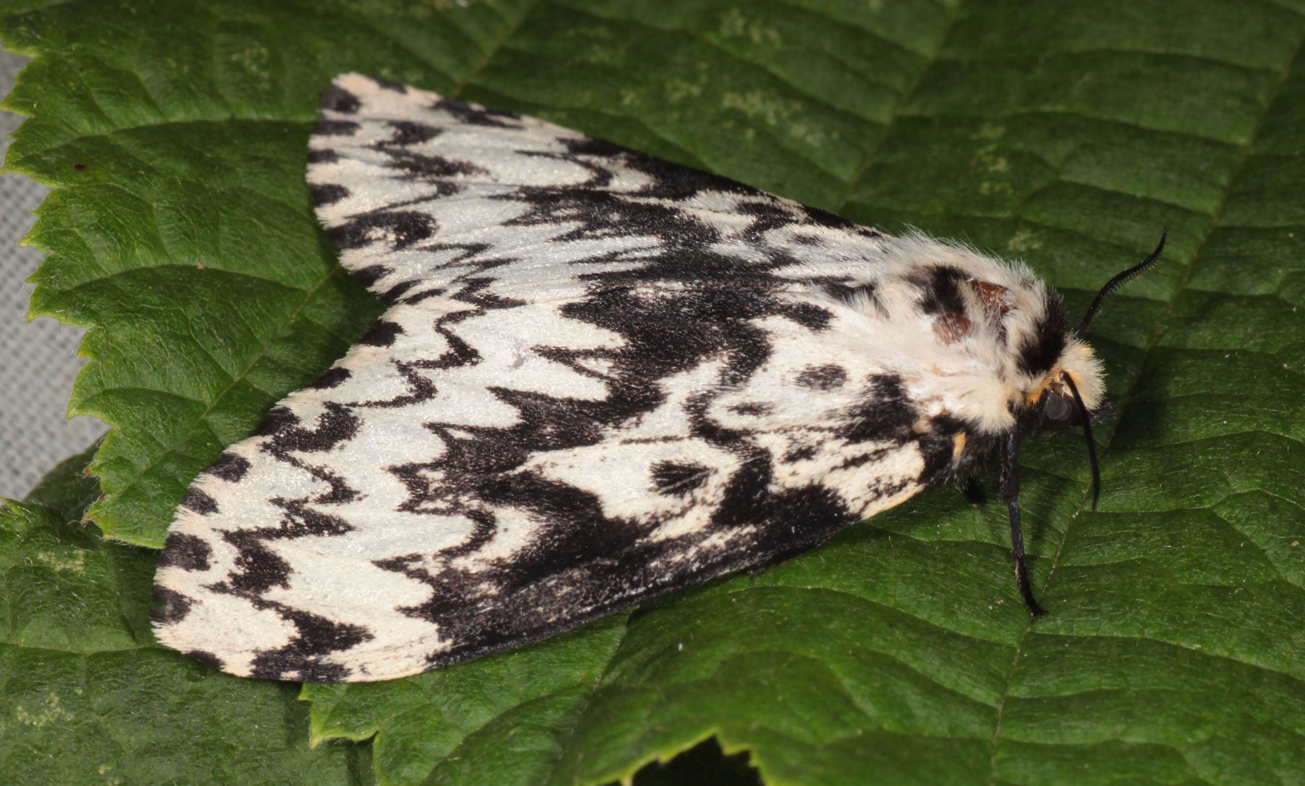 Image of Black Arches