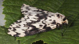 Image of Black Arches