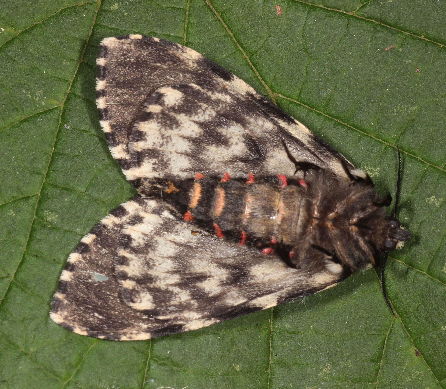 Image of Black Arches