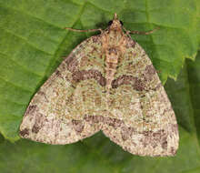 Слика од Hydriomena furcata Thunberg 1784