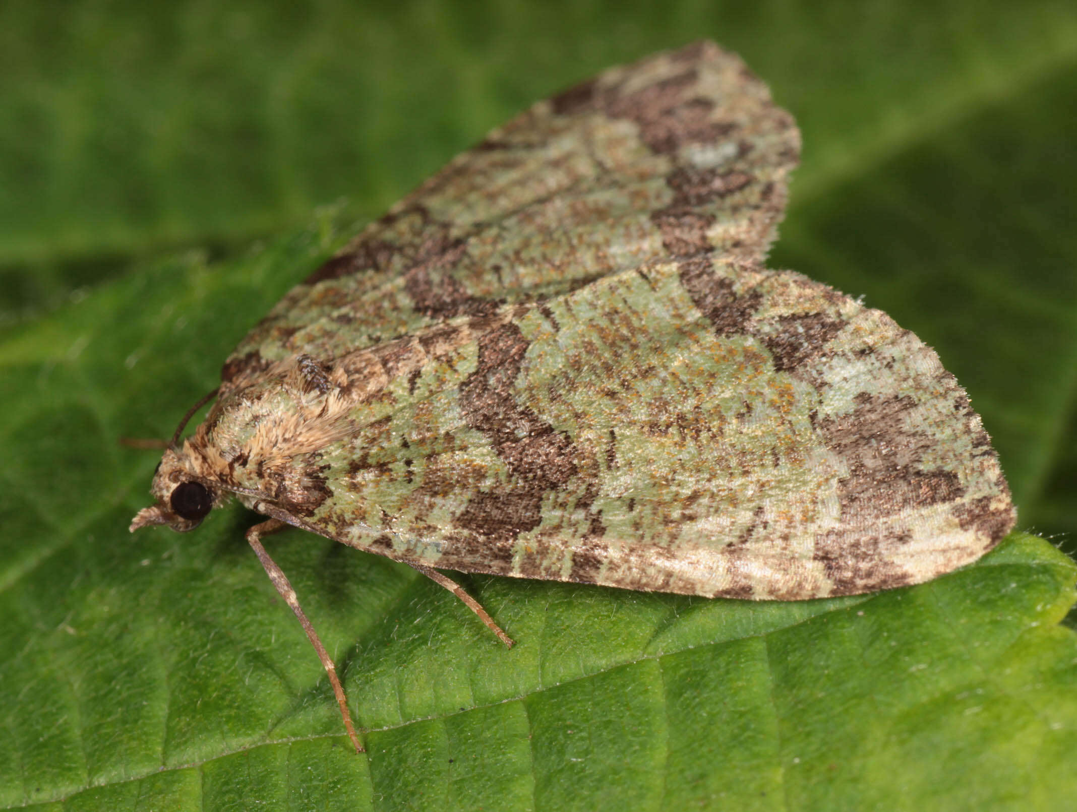 Слика од Hydriomena furcata Thunberg 1784