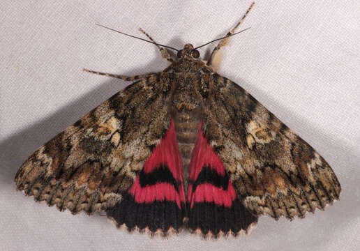 Image of Dark Crimson Underwing