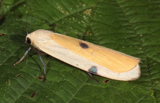 Image of four-spotted footman