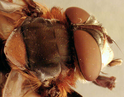 Image of Phasia hemiptera (Fabricius 1794)