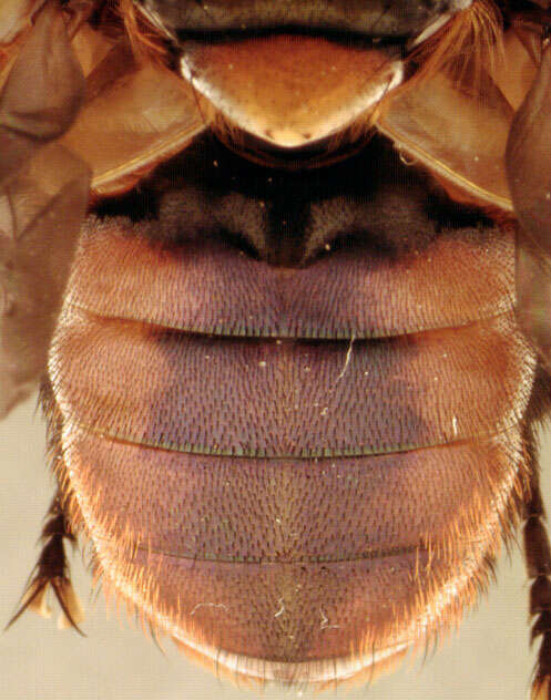 Image of Phasia hemiptera (Fabricius 1794)