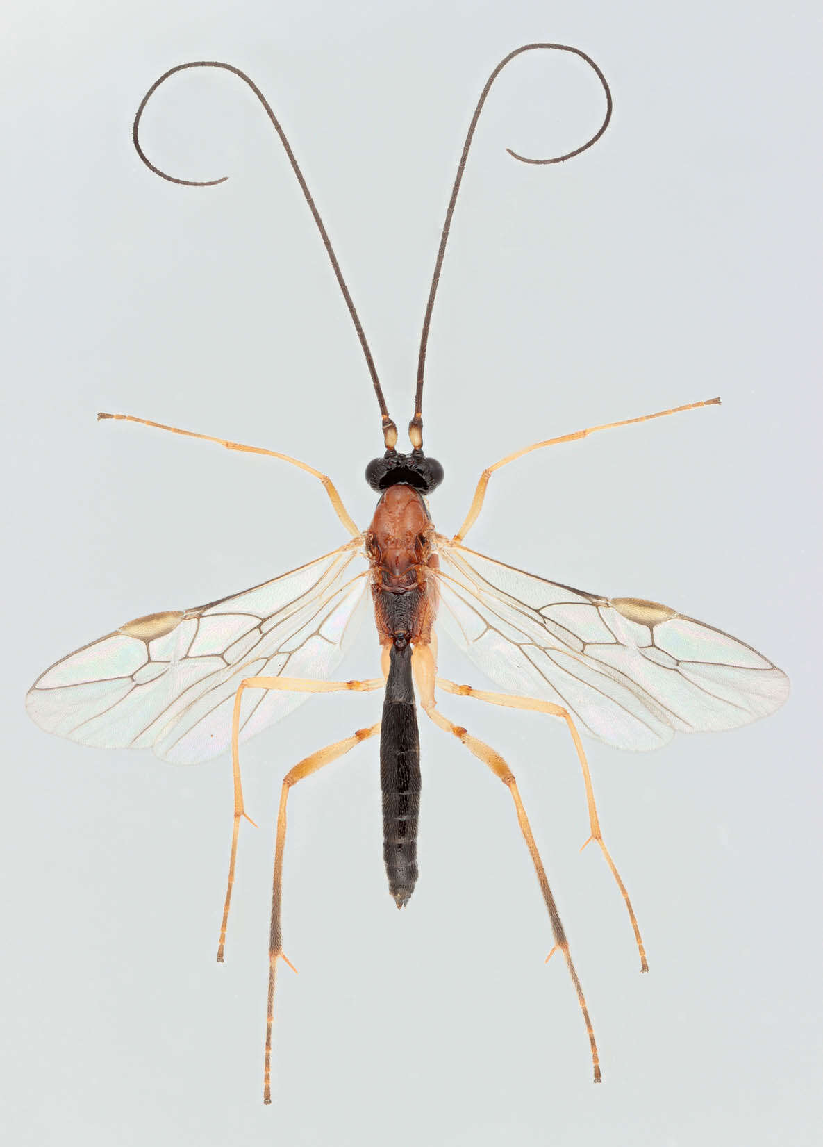 Image of Macrocentrus nitidus (Wesmael 1835)