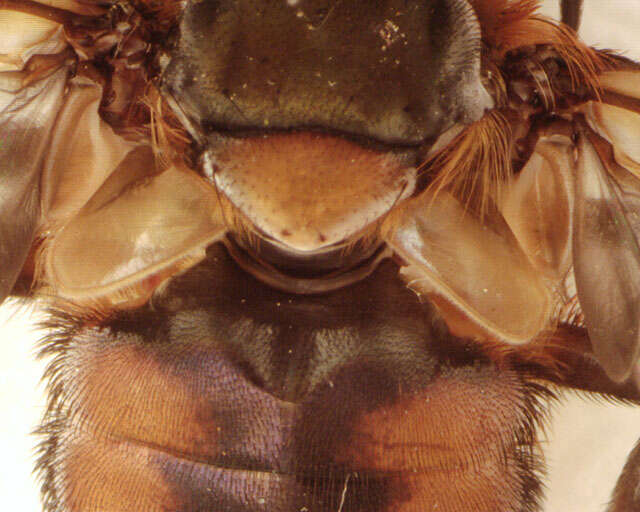 Image of Phasia hemiptera (Fabricius 1794)