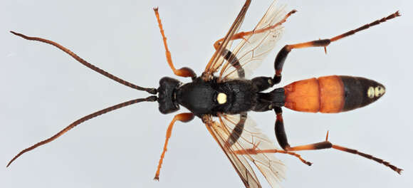 Image of Ichneumon gracilicornis Gravenhorst 1829