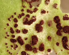 Image de Puccinia adoxae R. Hedw. 1805