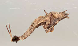 Image of Uloborus plumipes Lucas 1846