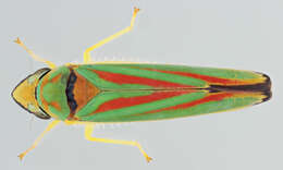 Image of Graphocephala fennahi Young 1977