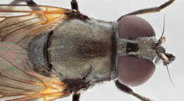 صورة Cheilosia impressa (Loew 1840)