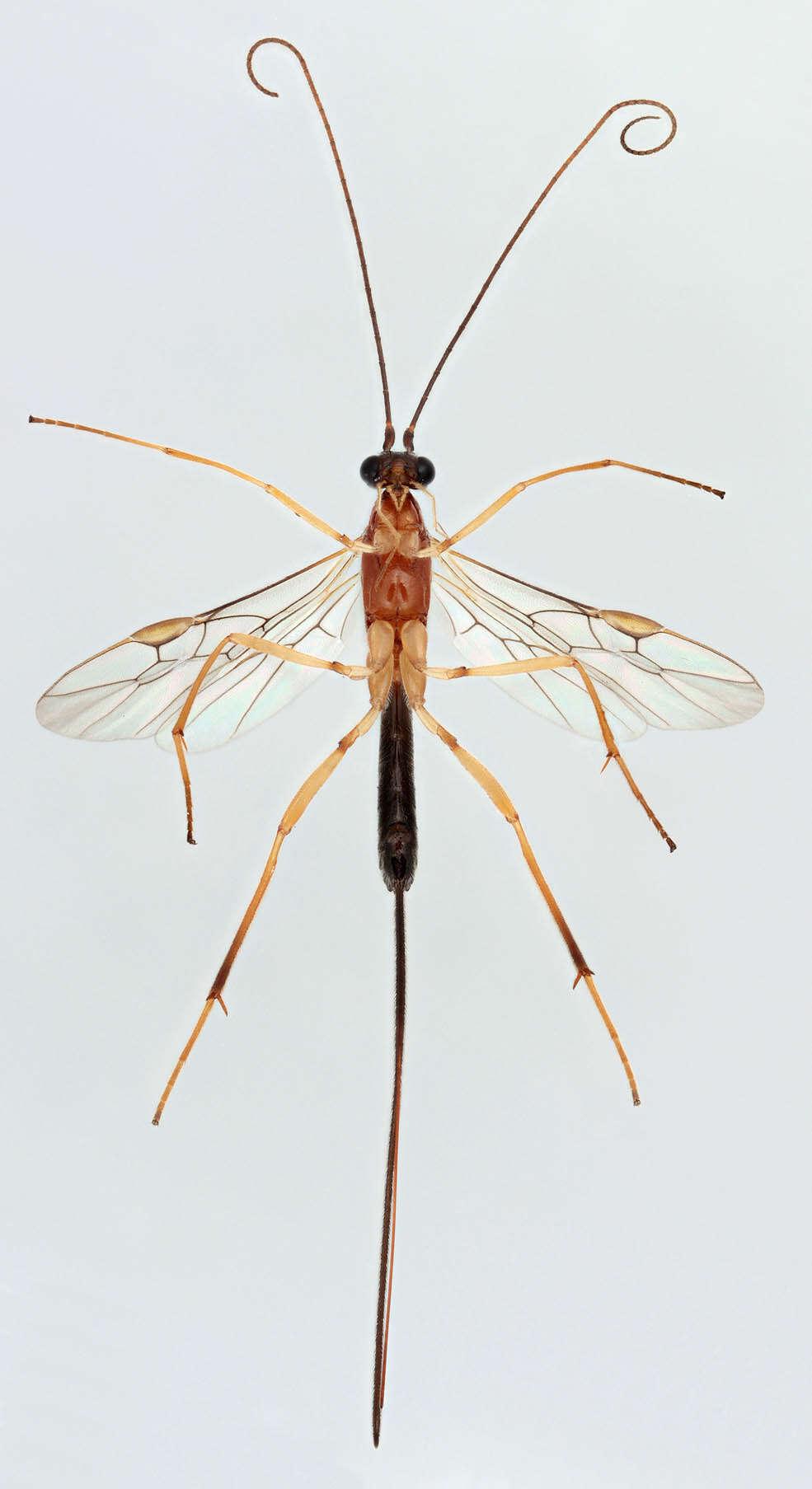 Image of Macrocentrus bicolor Curtis 1833
